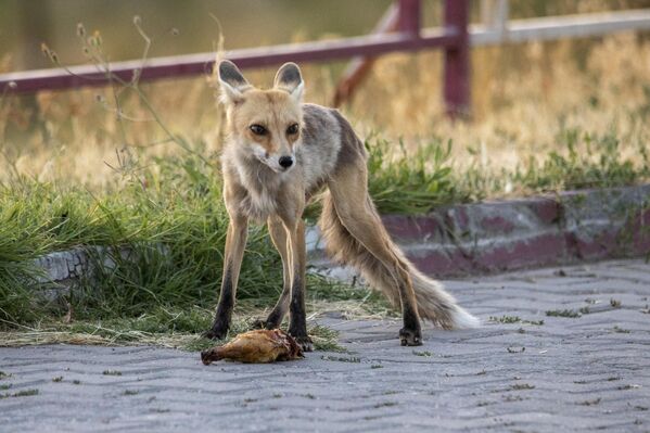 İlçe Emniyet Müdürlüğü&#x27;ne ait Sahilkent Mahallesi&#x27;ndeki polis lokalinin personeli, her gün lokalin bahçesine gelen tilkiye yiyecek veriyor. - Sputnik Türkiye
