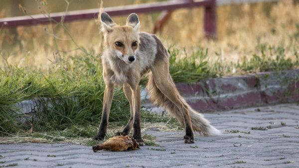 Her akşam polis lokalinin bahçesine gelen tilki, çalışanlar tarafından besleniyor - Sputnik Türkiye