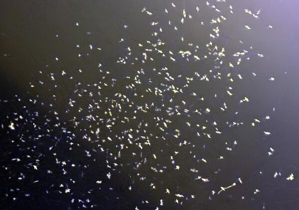 Akşam saatlerinde köprü çevresindeki lambaların ışığına topluca yöneldiler. Akşam saatlerinde köprü çevresindeki lambaların ışığına topluca yöneldiler. - Sputnik Türkiye