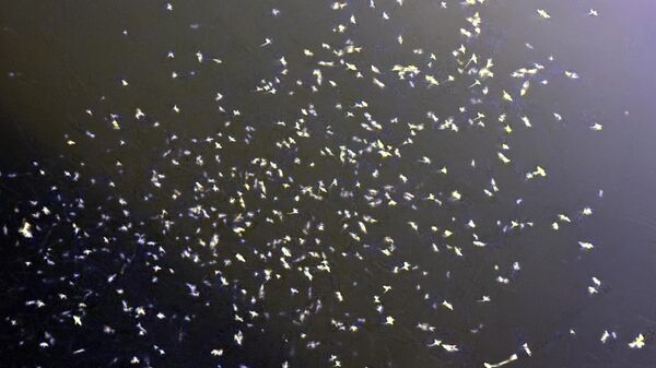 Sineklerin ölüm dansı başladı - Sputnik Türkiye