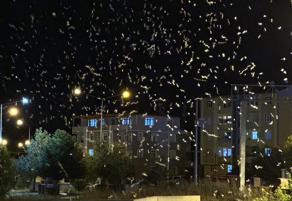 Bu sinekler genellikle Kura Nehri çevresinde görülüyor. Bu sinekler genellikle Kura Nehri çevresinde görülüyor. - Sputnik Türkiye