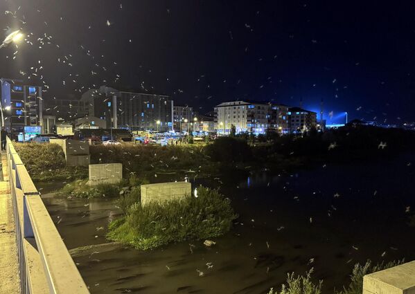 Bu yıl sinekler özellikle Ardahan Köprüsü civarında yoğunlaştı. Bu yıl sinekler özellikle Ardahan Köprüsü civarında yoğunlaştı. - Sputnik Türkiye