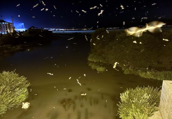 Işık etrafında döndükleri bu davranış, 'ölüm dansı' olarak adlandırılıyor. Işık etrafında döndükleri bu davranış, 'ölüm dansı' olarak adlandırılıyor. - Sputnik Türkiye