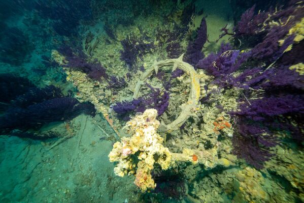 Yaklaşık 47 metre derinlikte bulunan batık, yıllar içinde süngerler ve kırmızı yumuşak mercanlarla kaplanarak deniz canlıları için bir yaşam alanına dönüştü.  - Sputnik Türkiye