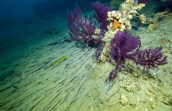Akıntının güçlü olduğu noktada yer alan batık, su altı fotoğrafçıları ve dalış tutkunları için zorlu koşullar barındırıyor. Yaz aylarında görüş mesafesi azalırken, yaklaşık 30 metreye kadar inilmeden geminin silueti seçilemiyor. - Sputnik Türkiye