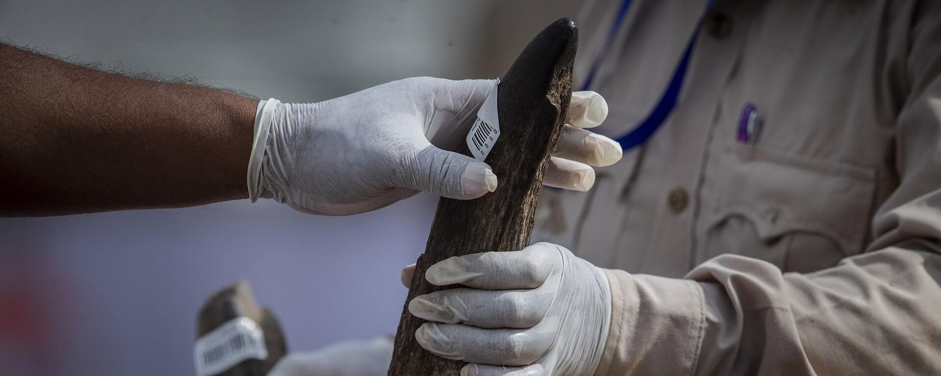 Güney Afrika'da 'Gergedan Kralı' 14 milyon dolarlık boynuz kaçakçılığıyla suçlanıyor - Sputnik Türkiye, 1920, 21.08.2025