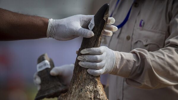 Güney Afrika'da 'Gergedan Kralı' 14 milyon dolarlık boynuz kaçakçılığıyla suçlanıyor - Sputnik Türkiye