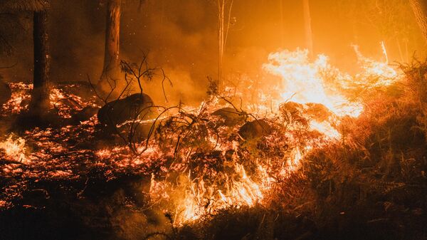 Orman yangını - Sputnik Türkiye