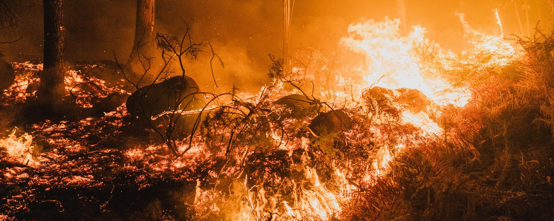 Orman yangını - Sputnik Türkiye, 1920, 25.04.2026