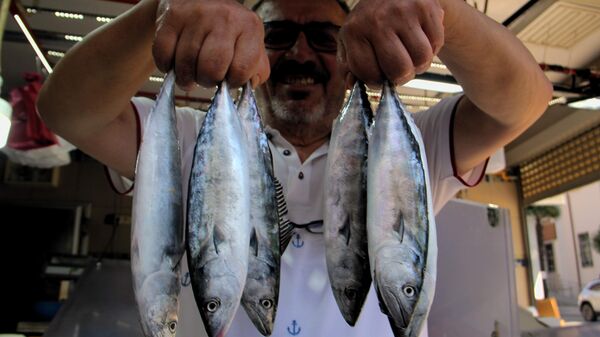 palamut - Sputnik Türkiye