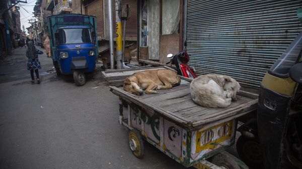 Stray dogs sleep on a handcart - Sputnik Türkiye