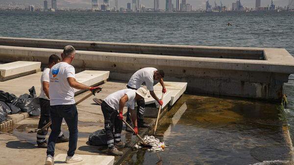 İzmir balık ölümleri - Sputnik Türkiye
