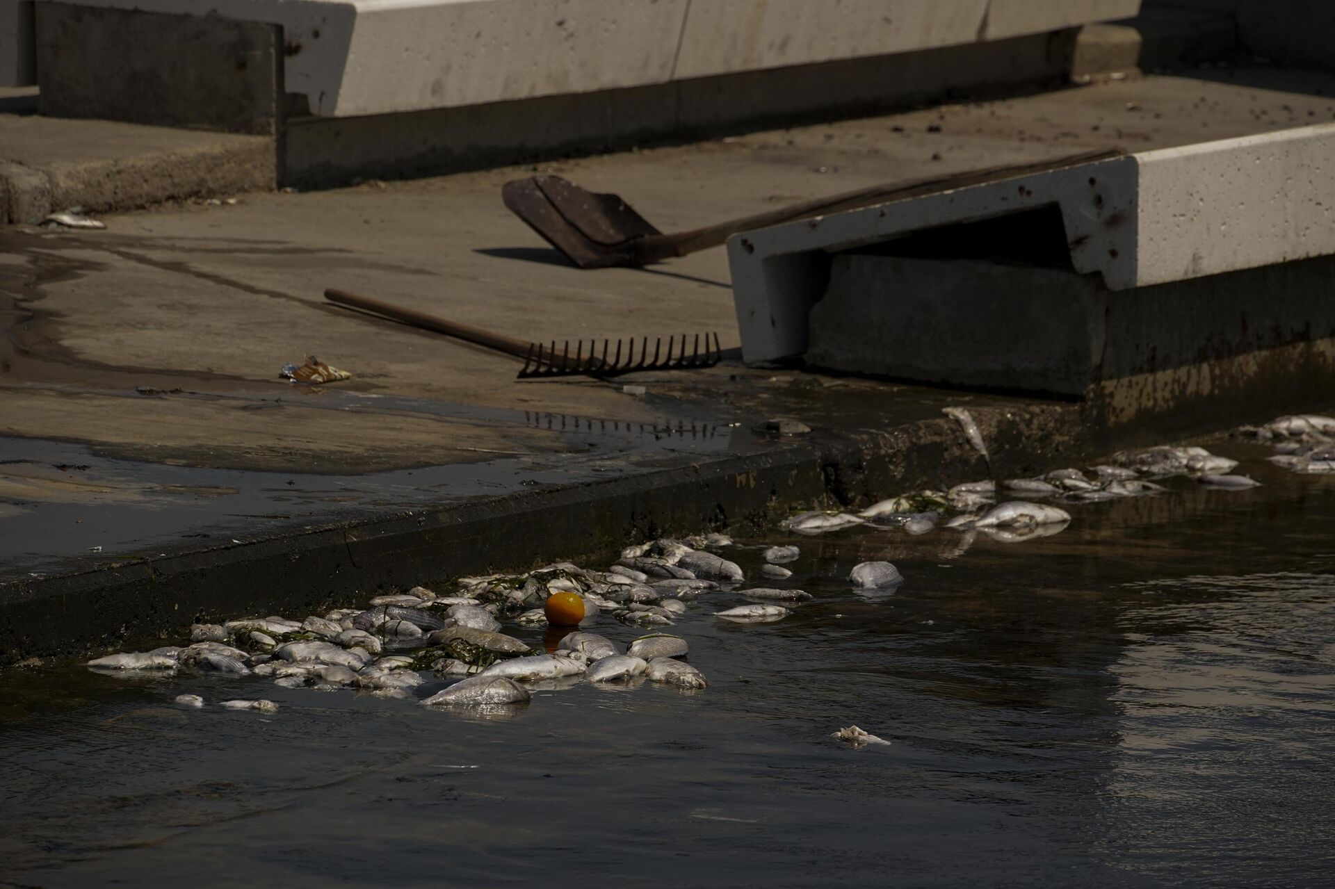 İzmir balık ölümleri - Sputnik Türkiye, 1920, 23.08.2025