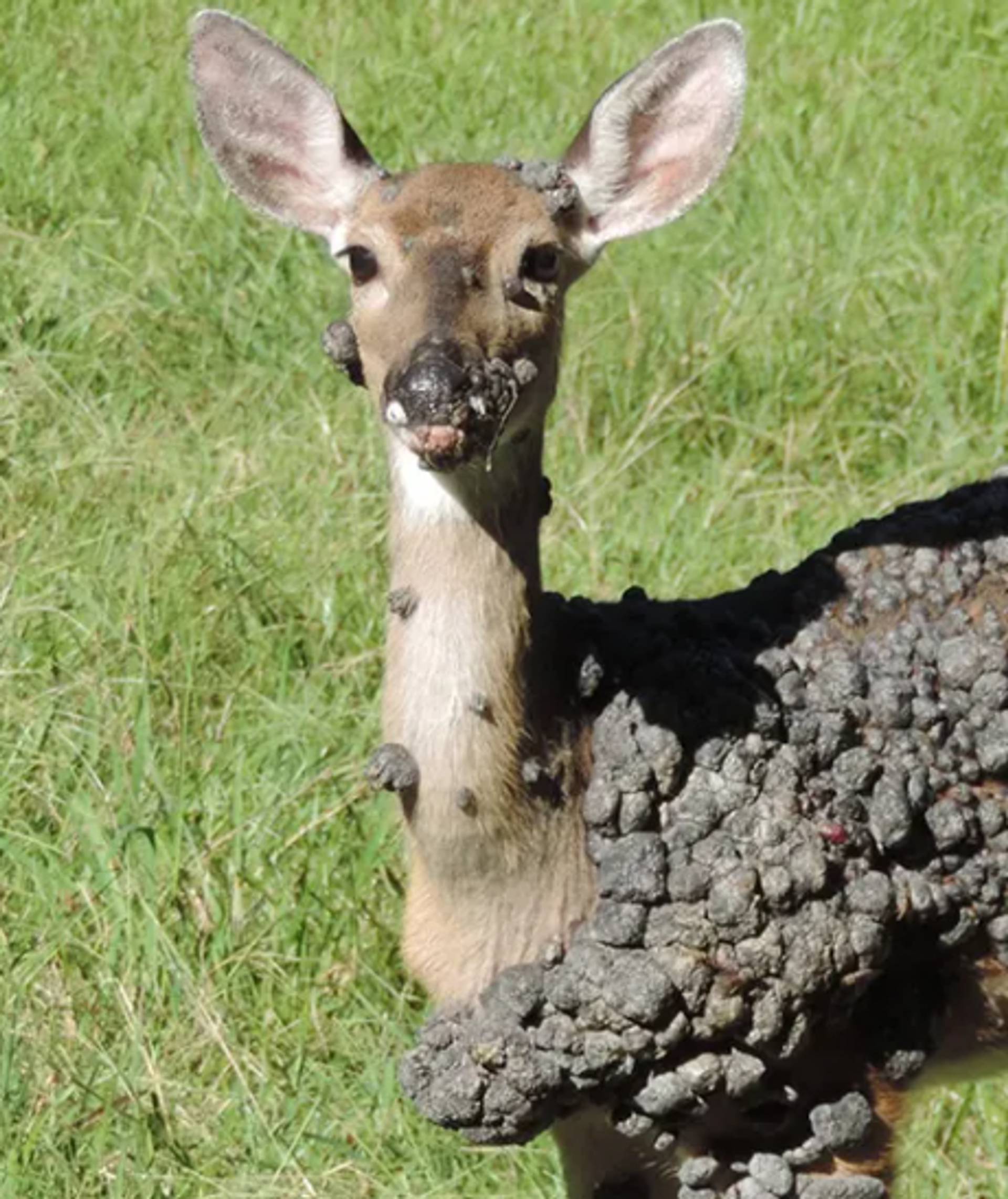 ABD’de “Frankenstein Geyikler görüldü - Sputnik Türkiye, 1920, 24.08.2025