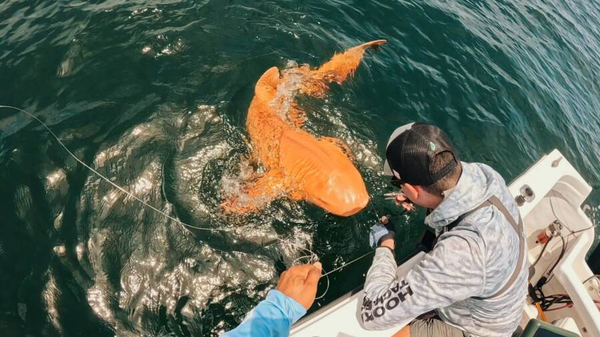 Kosta Rika kıyılarında nadir turuncu köpekbalığı görüldü - Sputnik Türkiye