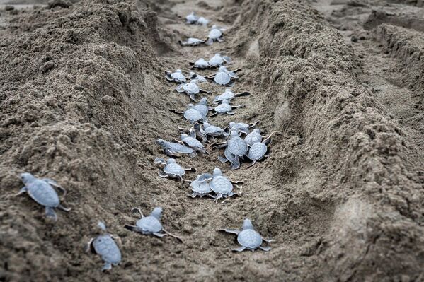 Bu yuvalar, hem uzmanlar hem de gönüllüler tarafından düzenli olarak korunuyor. Böylece yavruların güvenli şekilde Akdeniz’e ulaşmaları sağlanıyor. - Sputnik Türkiye