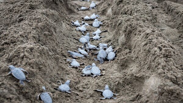Hatay’da yeşil deniz kaplumbağası yavruları denizle buluşuyor - Sputnik Türkiye