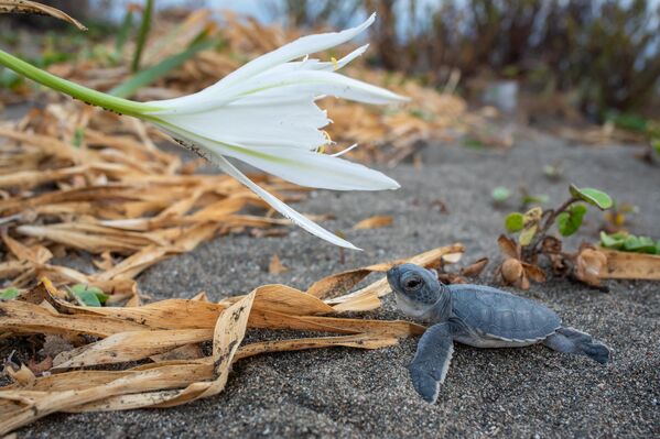 Yumurtadan çıkan yavru kaplumbağalar, zorlu bir yolculukla denize doğru ilerlerken, bu süreç Samandağ Deniz Kaplumbağaları Araştırma, Koruma ve İzleme Merkezi (SACEVKO) ekipleri ile gönüllü doğaseverler tarafından dikkatle takip ediliyor. - Sputnik Türkiye