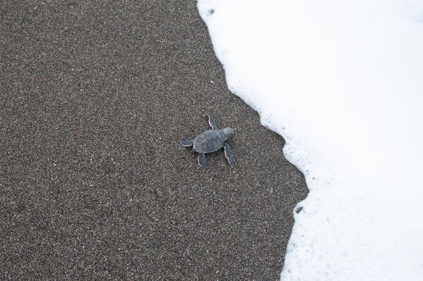 Samandağ kumsalı, Türkiye’nin en önemli deniz kaplumbağası yuvalama alanları arasında yer alıyor. - Sputnik Türkiye