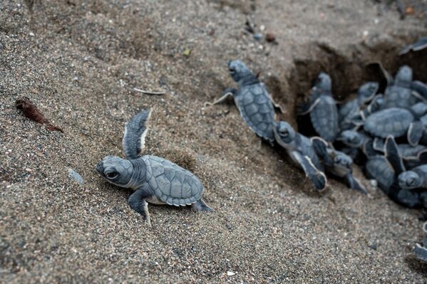 Mayıs ayından itibaren Akdeniz’in 14 kilometrelik Samandağ kumsalına yumurtalarını bırakan anaç kaplumbağalar, kuluçka süreci sonunda yavrularını doğayla baş başa bırakıyor. - Sputnik Türkiye