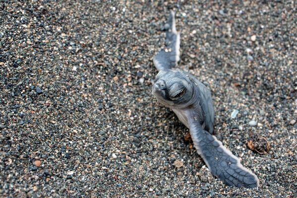 Her yıl Samandağ sahilinde, yeşil deniz kaplumbağası ve Caretta caretta türlerine ait yüzlerce yuva tespit ediliyor. - Sputnik Türkiye