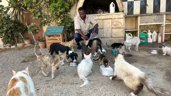 Gazze sakinleri hayvanları kurtarıyor, onlarla son lokmalarını paylaşıyor - Sputnik Türkiye
