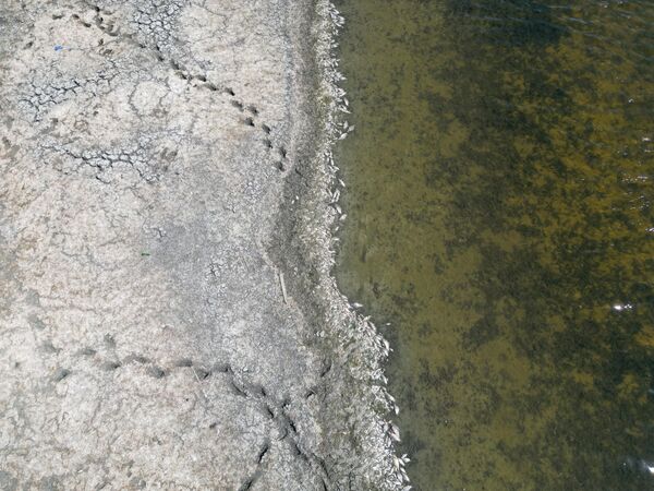 Göletteki su seviyesinin, son dönemde etkili olan kuraklık ve aşırı sıcaklara bağlı olarak düşmesi, suda oksijen azalmasına yol açtı. Bu nedenle çok sayıda balık telef oldu ve kıyıya vurdu. - Sputnik Türkiye