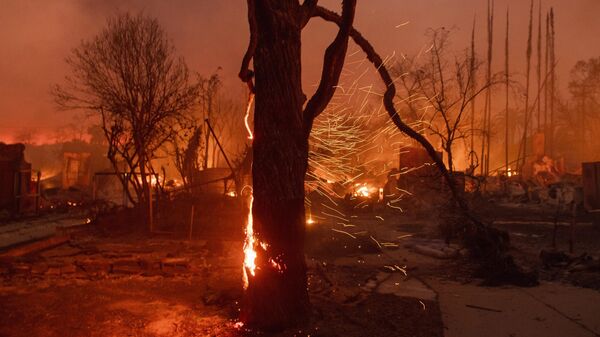 Tree on flames as the Eaton Fire burns in Altadena, Calif., Wednesday, Jan. 8, 2025. - Sputnik Türkiye