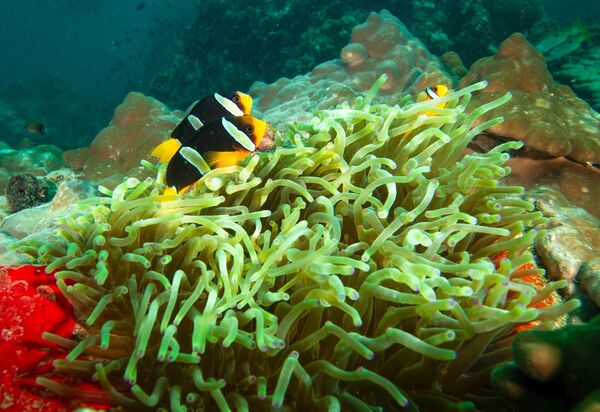 Musandam'ın bu su altı zenginliği, hem doğa severler hem de bilim insanları için keşfedilmeyi bekleyen canlı bir laboratuvar niteliği taşıyor. - Sputnik Türkiye