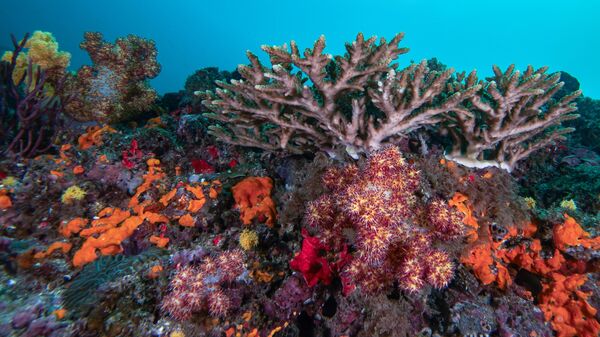 Musandam Yarımadası'nın mercan bahçeleri - Sputnik Türkiye