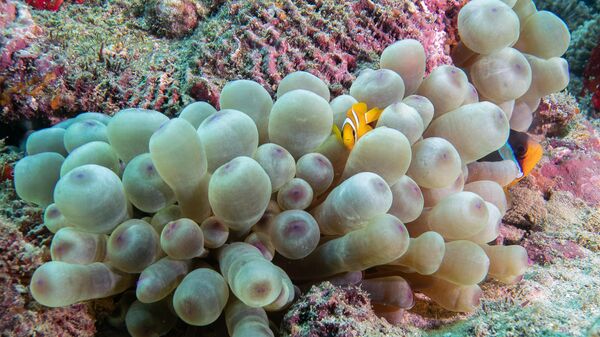 Musandam Yarımadası'nın mercan bahçeleri - Sputnik Türkiye