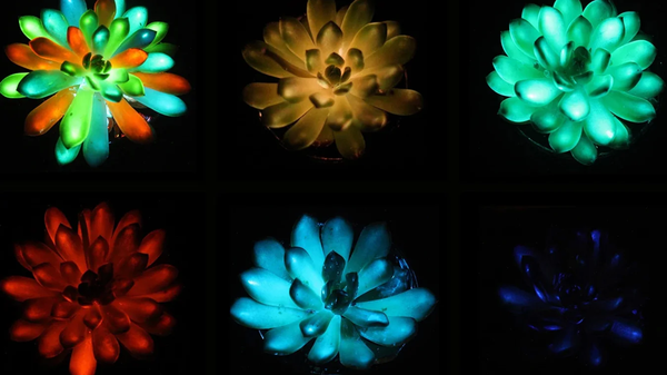 Çinli Bilim İnsanlarından Çığır Açan Deney: Karanlıkta Parlayan Bitkiler üretildi - Sputnik Türkiye