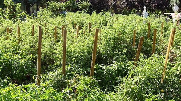 Moda Bostanı - Sputnik Türkiye