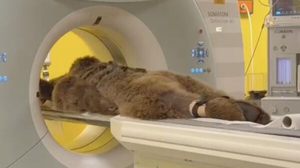 Ayı Okan - Sputnik Türkiye