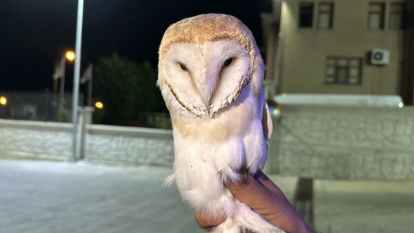 Sinop'un Gerze ilçesinde aracın çarpması sonucu yaralanan peçeli baykuş korumaya alındı. - Sputnik Türkiye