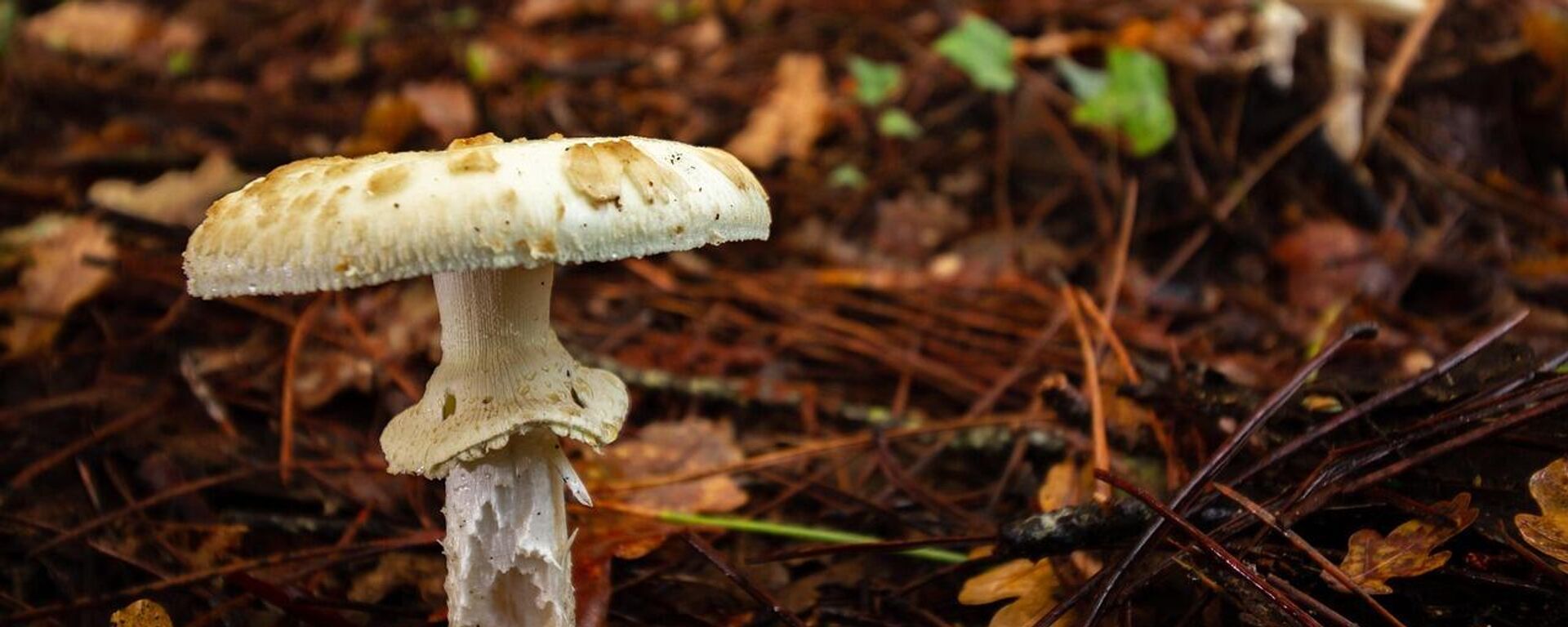 Eski eşinin üç akrabasını 'ölüm meleği' mantarıyla zehirledi - Sputnik Türkiye, 1920, 08.09.2025