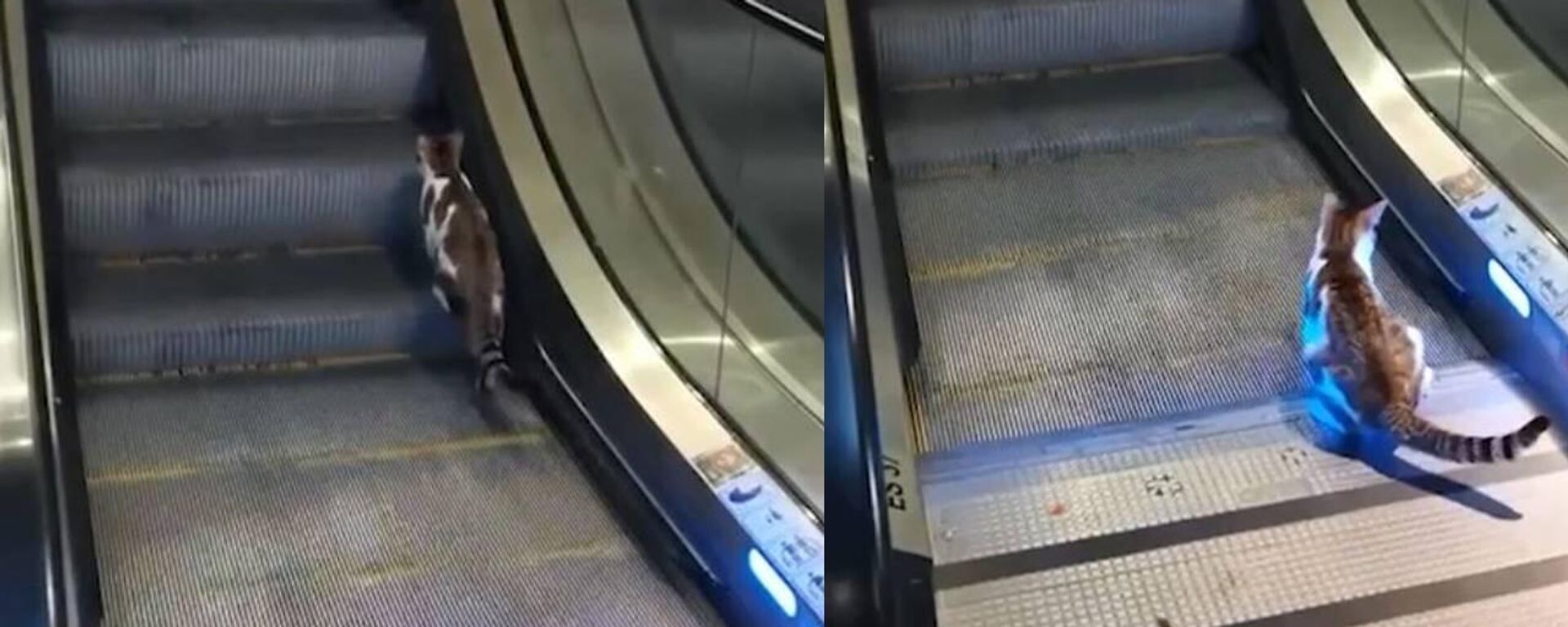 Yürüyen merdivenden çıkmaya çalışan kedi - Sputnik Türkiye, 1920, 09.09.2025