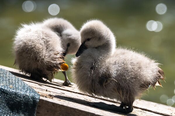 Ankara’nın simge noktalarından Kuğulu Park, Tunalı Hilmi Caddesi, Atatürk Bulvarı ve Polonya Caddesi&#x27;nin arasında bulunuyor. - Sputnik Türkiye