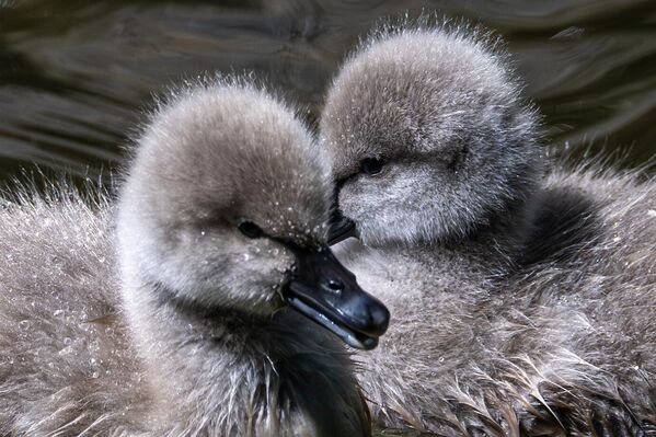 Bu üç cadde arasında geçiş noktası olarak işlev gören Kuğulu Park, 1958&#x27;de yapılmış, 70&#x27;lerde popüler hale gelmişti. - Sputnik Türkiye