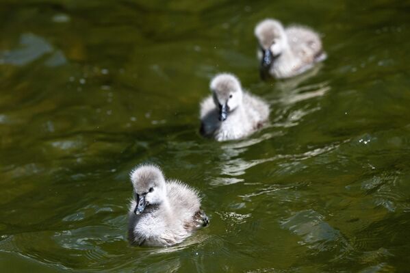 Kuğulu Park’ın adı, yıllardır burada yaşayan kuğulardan geliyor. - Sputnik Türkiye