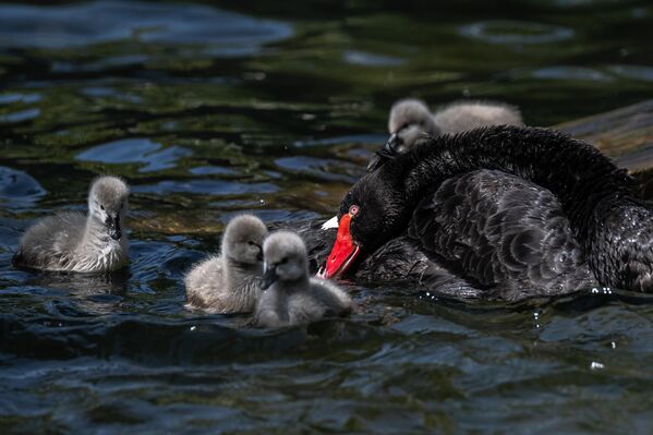 Ankara’nın Çankaya ilçesinde bulunan ve yıllardır hem Ankaralıların hem de turistlerin uğrak noktası olan Kuğulu Park, yeni kuğu yavrularıyla renklendi. - Sputnik Türkiye
