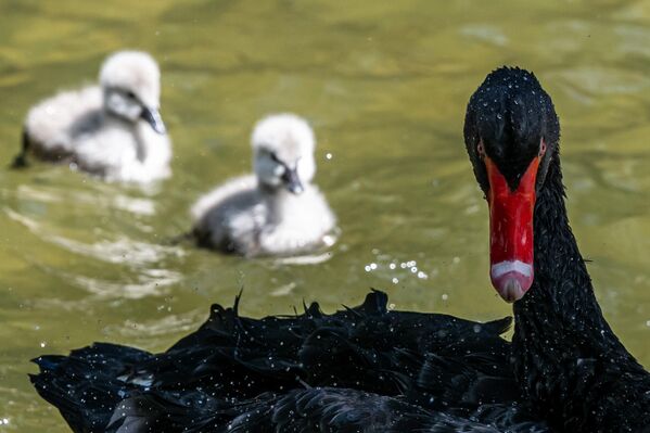 Park, Ankara Kültür ve Tabiat Varlıkları Koruma Kurulu tarafından sit alanı olarak belirlendi. - Sputnik Türkiye