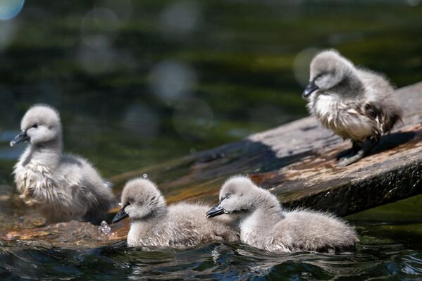 Parktaki siyah kuğuların yumurtalarından çıkan 5 yavru, ilk kez gölete bırakıldı. - Sputnik Türkiye