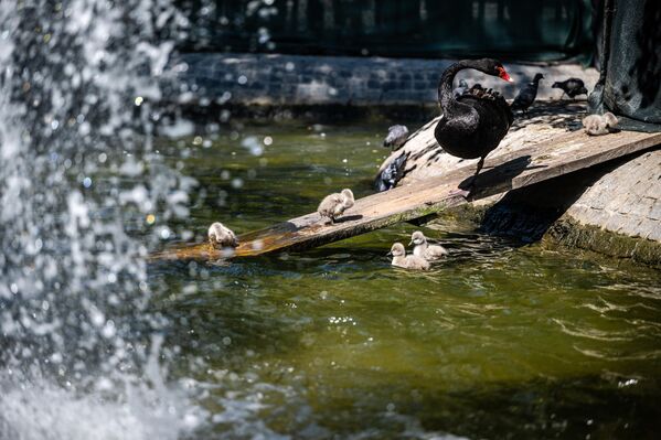 Ziyaretçilerin yoğun ilgi gösterdiği yavru kuğular, kısa sürede parkın en çok merak edilen canlıları haline geldi. - Sputnik Türkiye