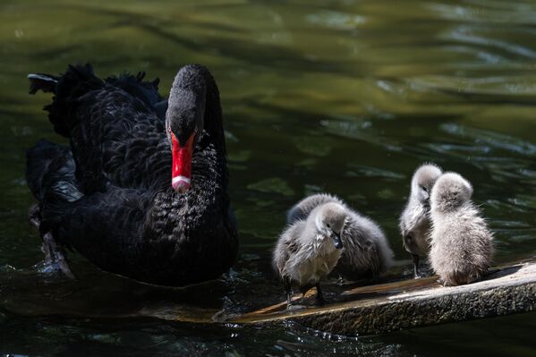 Beyaz kuğuların yanı sıra siyah kuğuların da bulunduğu park, bu yeni yavrularla birlikte doğaseverlerin ilgisini daha da artırdı. - Sputnik Türkiye