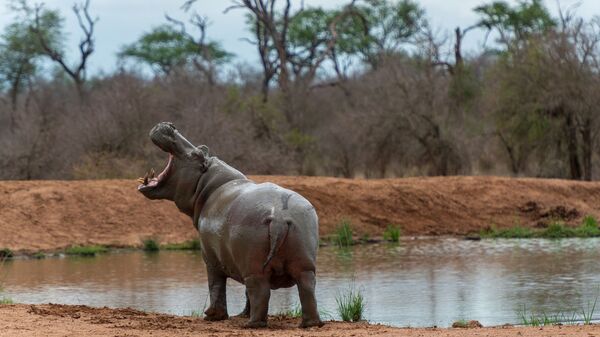 A hippo in the park of the Kingdom of Eswatini (Swaziland) in southern Africa. - Sputnik Türkiye