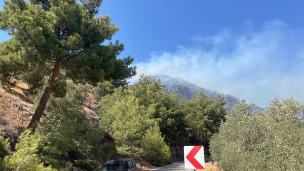 Aydın'da zeytinlik yanıyor - Sputnik Türkiye