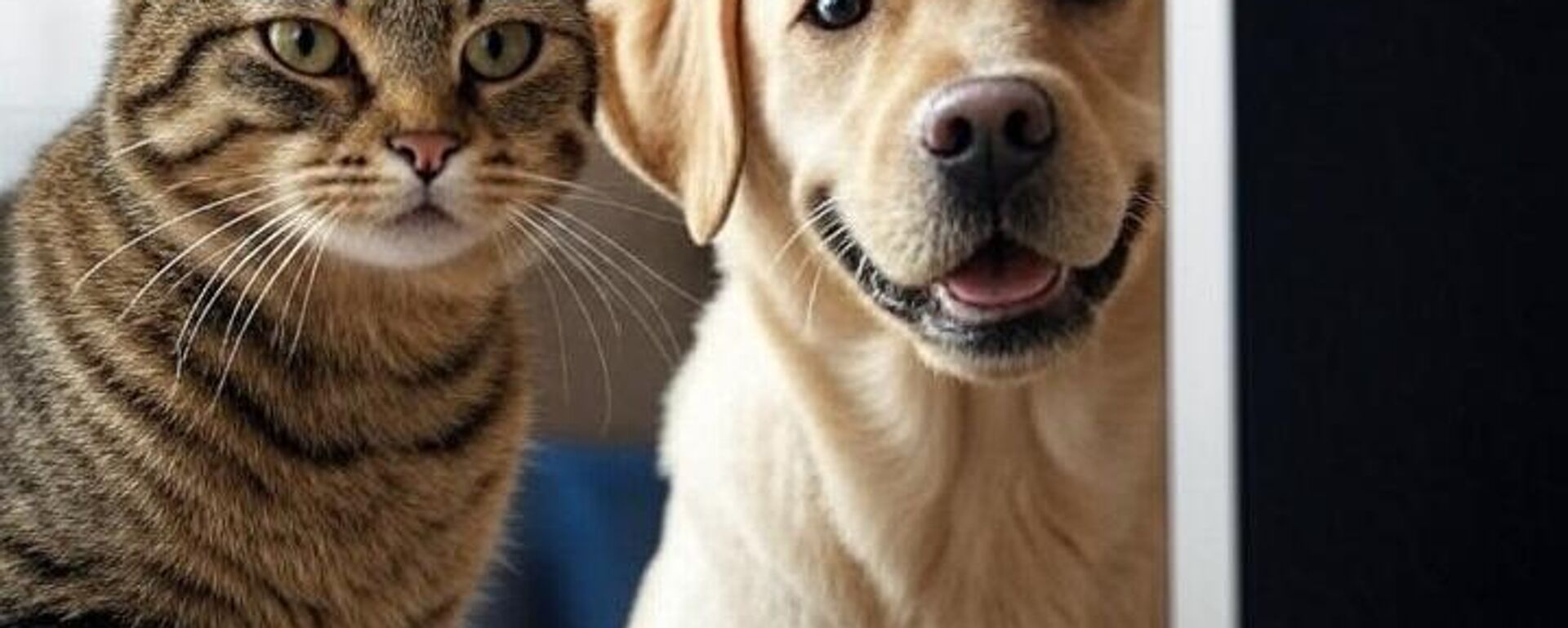 Bilgisayar başında oturan kedi ve köpek - Sputnik Türkiye, 1920, 13.09.2025