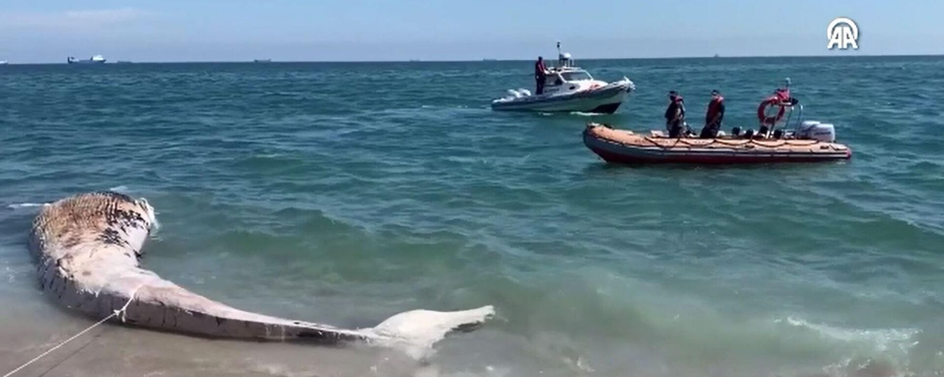 Fin balinası - Sputnik Türkiye, 1920, 17.09.2025