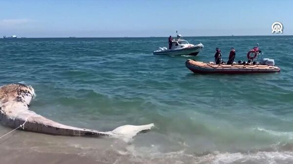 Fin balinası - Sputnik Türkiye